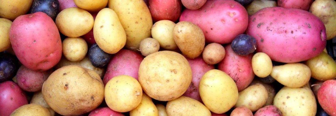 Bunte Kartoffelknollen